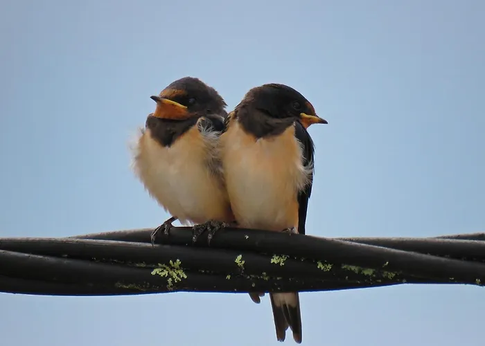 Casa Eira Do Povo 1 Lantställe Vale de Colmeias